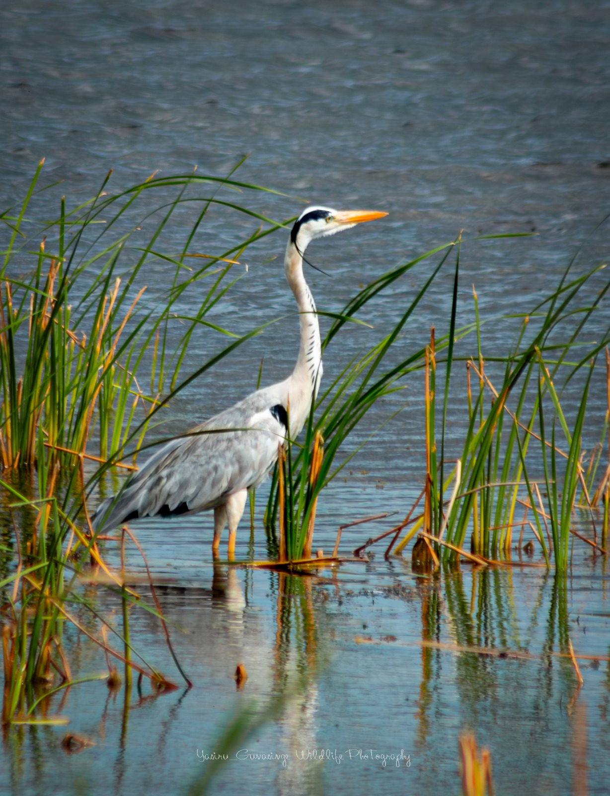 Bundala National Park